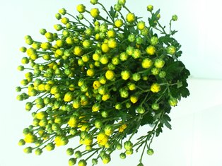 黄小HP(電子メール大)