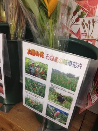 イオンフェア②(Web小)