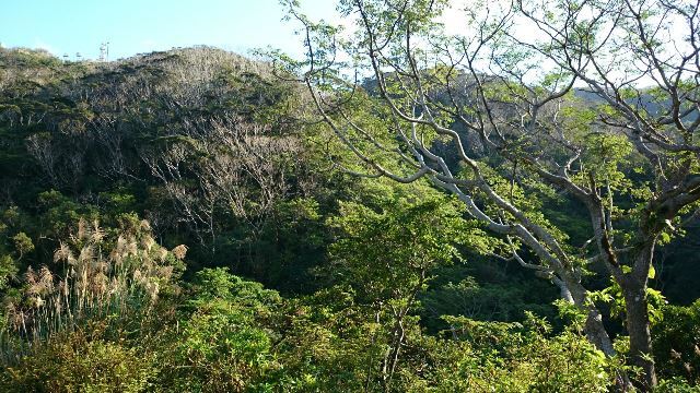 八重岳④(Web大)
