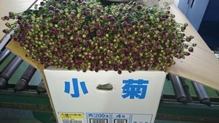 赤小(電子メール大)