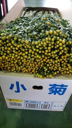 黄小菊（Web小）