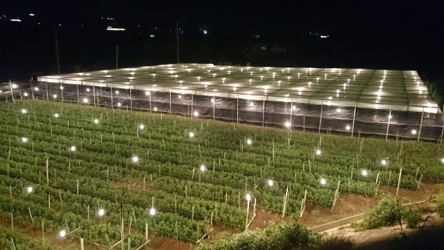電照菊(Web大)