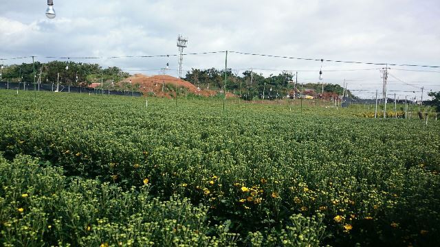 小菊圃場①(Web大)