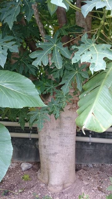 パパイヤ②(Web大)