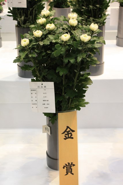 2016花卉品評会⑤ (Web大)