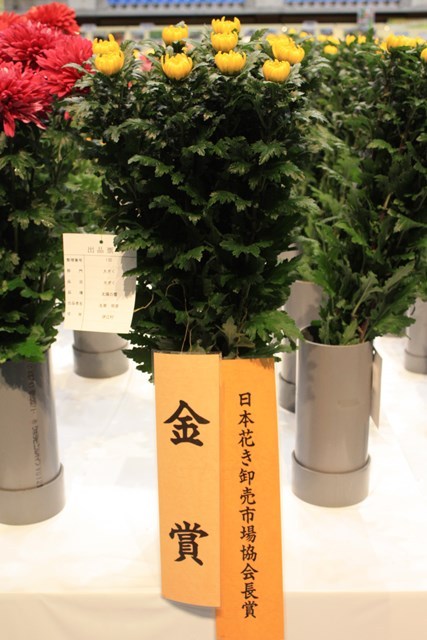 2016花卉品評会③ (Web大)