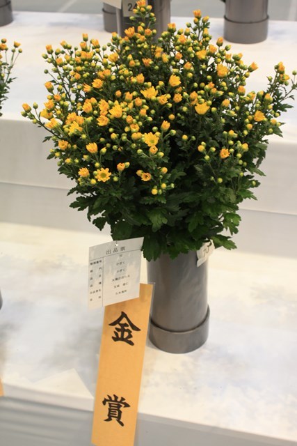 2016花卉品評会⑥ (Web大)