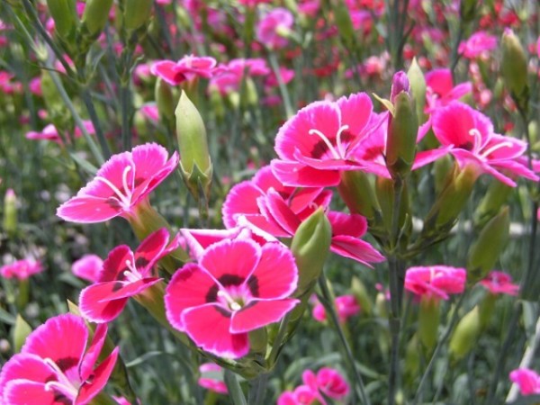 草花展示会⑯ (Web大)