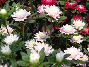 草花展示会⑫ (電子メール大)