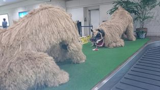 獅子舞（電子メール大）