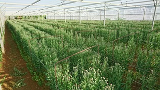 夏小菊②（電子メール大）