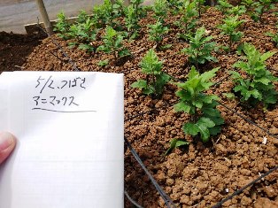 201805はま①(電子メール大)