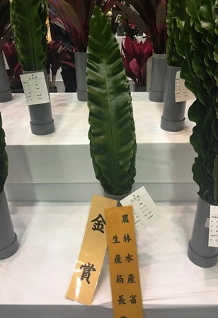20190125花き品評会③(Web小)