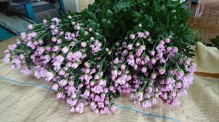 201903植物の成長記録⑨(電子メール大)