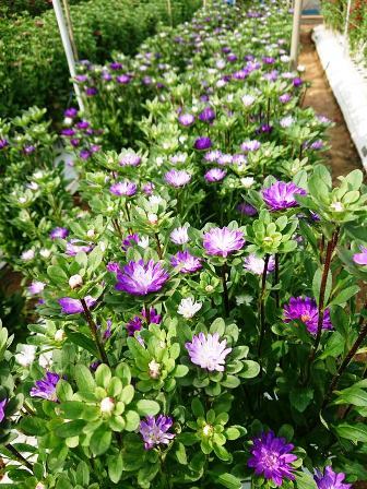 201903植物の成長記録④(Web小)