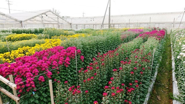 201903植物の成長記録①(Web大)