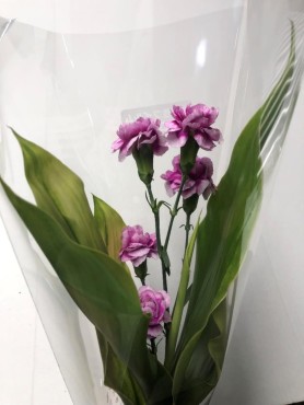 葉物・洋花パック⑥ Web大