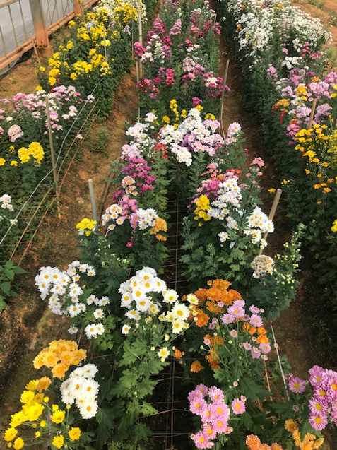 夏秋菊②