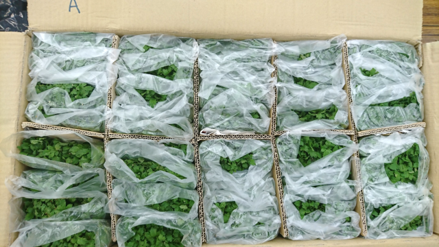 菊苗