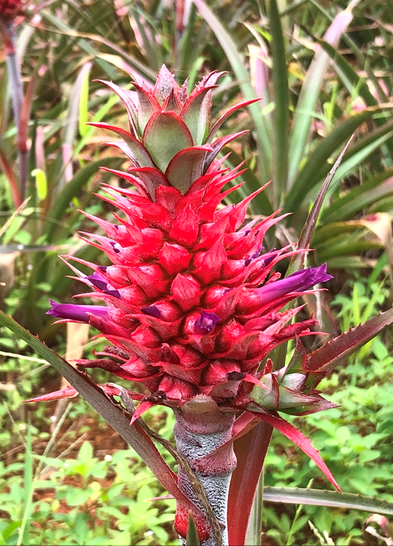 花パイン②