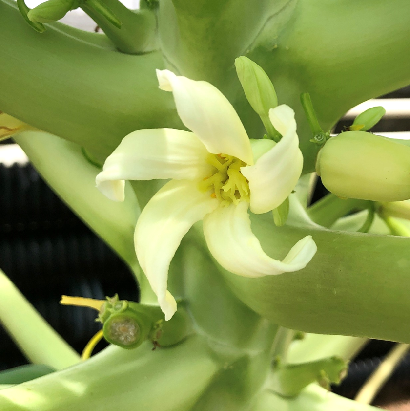 パパイヤの花