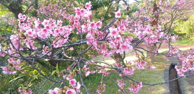桜