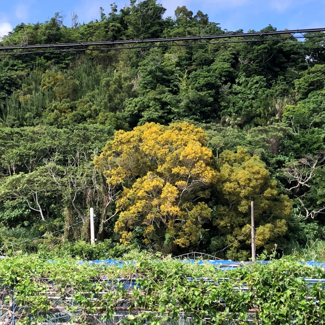 ソウシジュ②