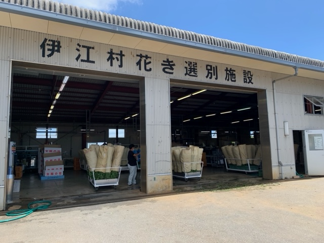 伊江選花場