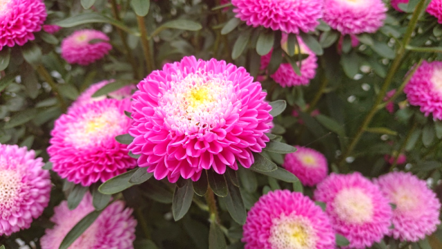 アスター③