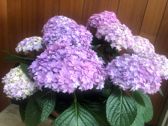 紫陽花