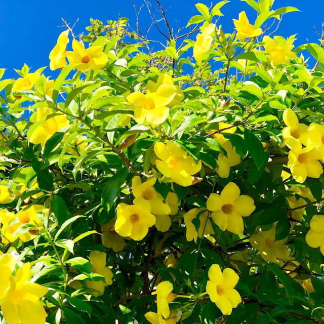 花