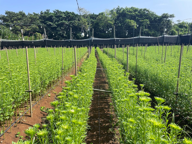 アスター