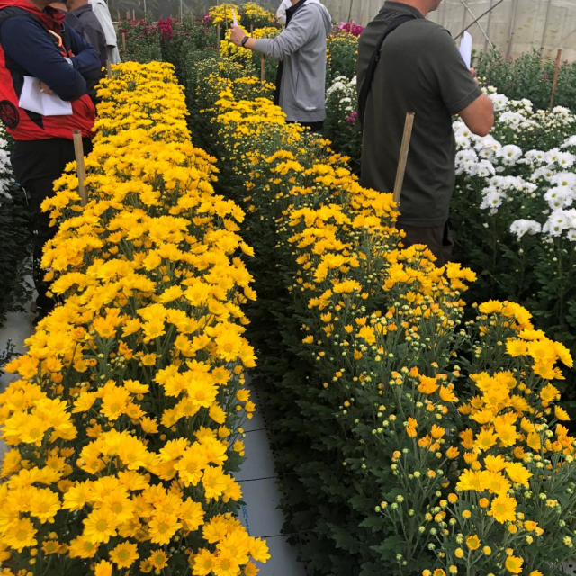 夏秋菊品種検討会5