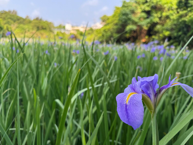 オクラレルカ①