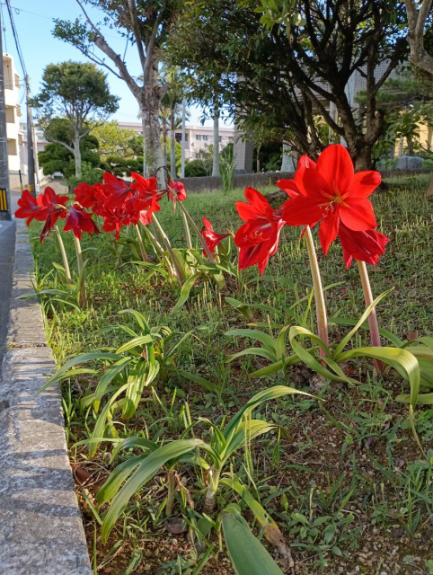 アマリリス②
