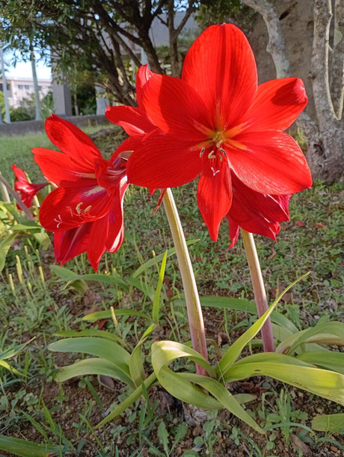 アマリリス①