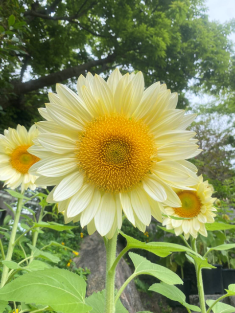 ひまわり②