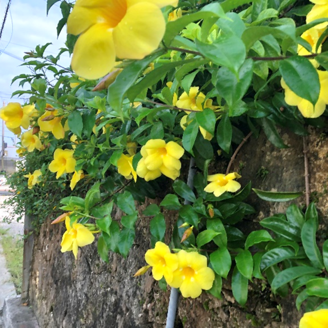 アラマンダ②
