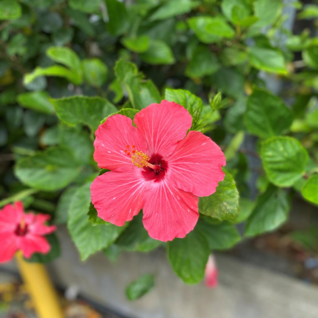 ハイビスカス