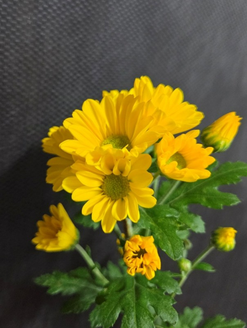 太陽のサンサナ②