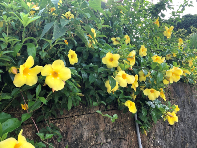 アラマンダ③