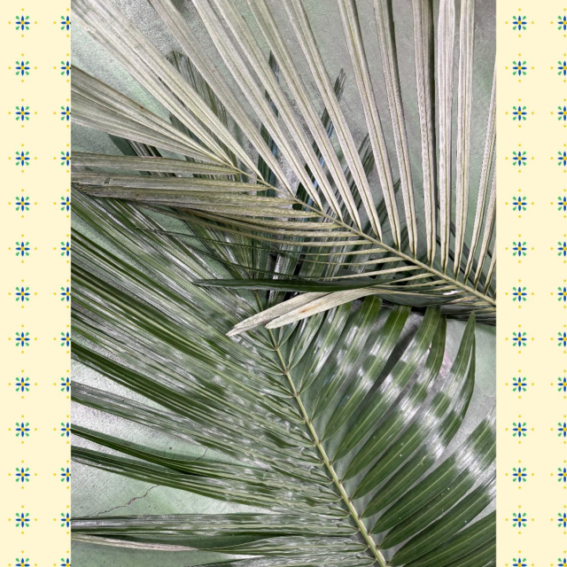 クロツグ②
