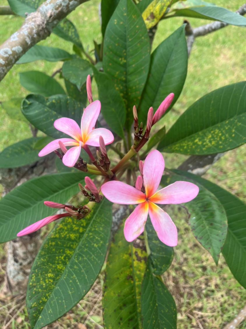 花2