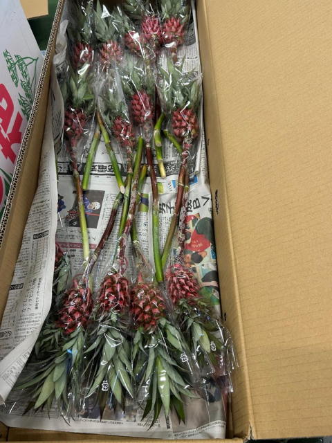 花パイン