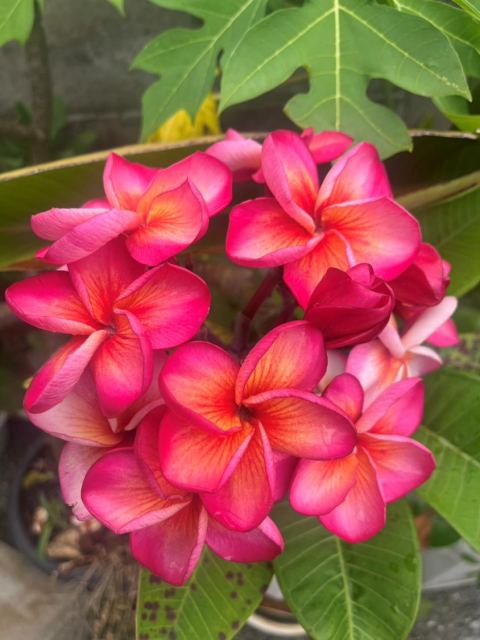 花1
