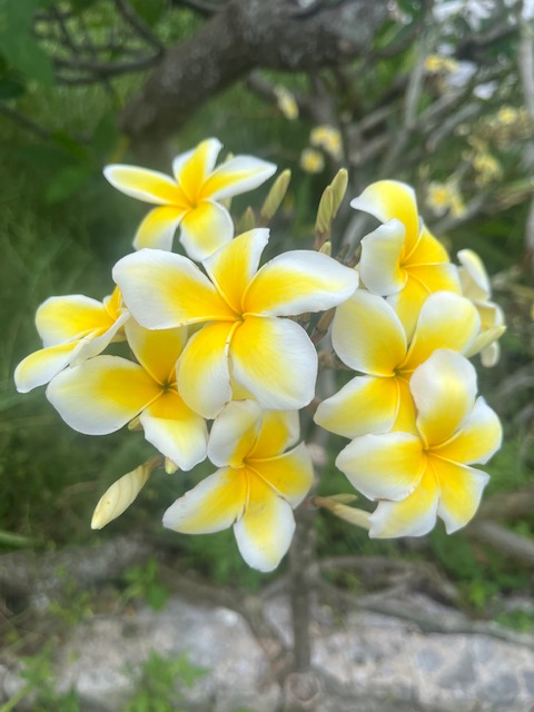 花3