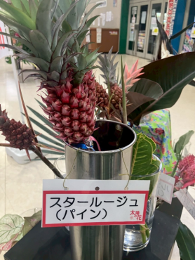 大田トロピカルフェア⑧